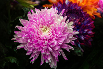 Multi-colored Chrysanthemums on a black background. White, yellow, orange, purple and violet colors. Gardening and growing plants. Flower exhibition in Amsterdam. Background. Close-up.