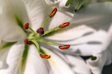 Lily flower. Stamens close-up. Rich colors. Gardening and growing plants. Flower exhibition in Amsterdam. Blurred background.