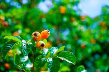 Orange rosehip berries in a vegetable garden.	