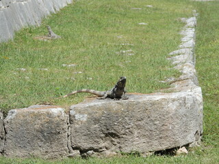 Sunbathing Serenity: Green Iguana Lounging in the Warm Sunlight on a Rocky wall