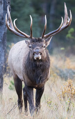 A bull elk during rut full front view