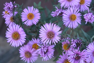 Beautiful, bright autumn purple flowers of September or aster with small, long petals against a background of green leaves.