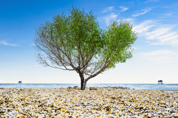Scene of a lonely tree on the beach in Can Gio district of Ho Chi Minh City, Vietnam