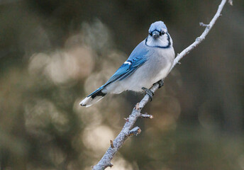 A bluejay on a branch