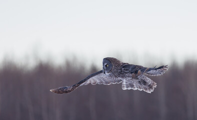 A great gray owl in flight in the evening