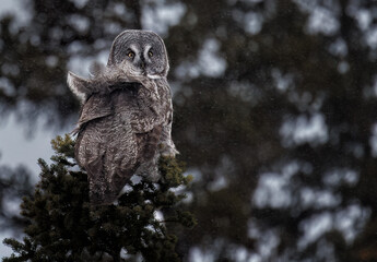 A great gray owl atop a spruce tree