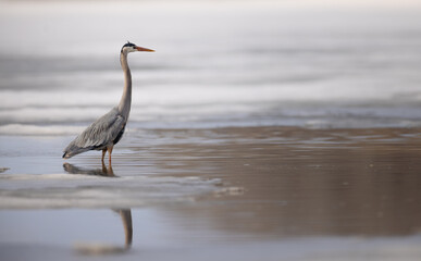 A great blue heron wading in icy water
