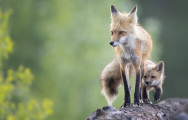 A young fox kit follows its mother