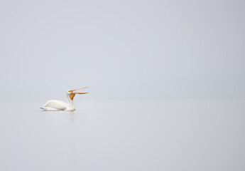 An American white pelican in early morning on a lake