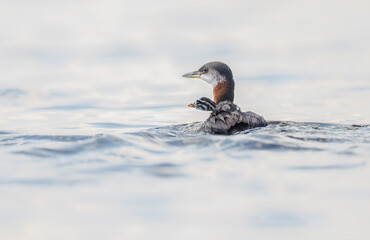 A red-necked grebe chick rides atop its parent's back