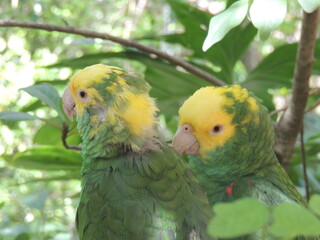 Colorful Double Yellow-Headed Amazon Parrot Couple: Zoomed Headshot with Leafy Branch Background - Tropical Wildlife Photography