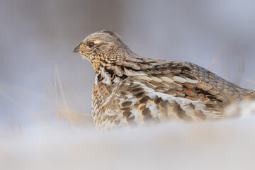 A ruffed grouse in winter