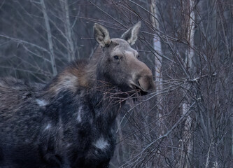 A close-up of a moose eating a branch
