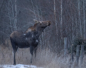 A cow moose eating willows
