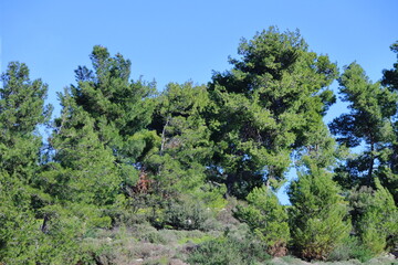 pine trees and sky