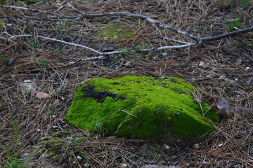 moss on the stone