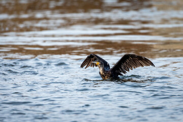 A Cormorant in the wild	