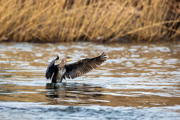 A Cormorant in the wild	