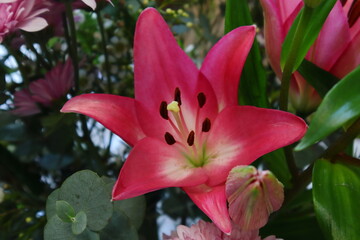 pink lily flower