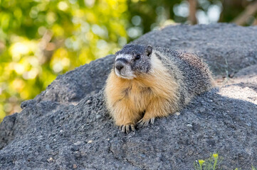 A Yellow-bellied Marmot. Taken near Kamloops, British Columbia, Canada