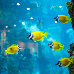 several foxface fish in blue water