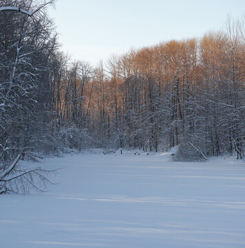 Forest pond under snow.
