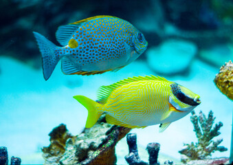 Masked Rabbitfish - Siganus puellus