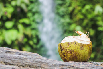 coconut on a log with a waterfall in the background