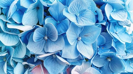 Beautiful blue and pink colorful hydrangea flowers as background, top view