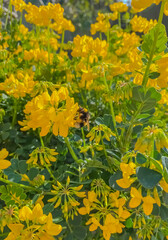 yellow flowers in the garden
