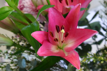 pink lily flower