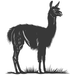 Silhouette llama animal black color only full body