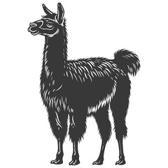 Silhouette llama animal black color only full body