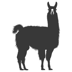 Silhouette llama animal black color only full body