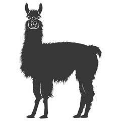 Fototapeta premium Silhouette llama animal black color only full body