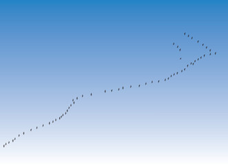European crane migration (Grus grus), silhouettes in flight