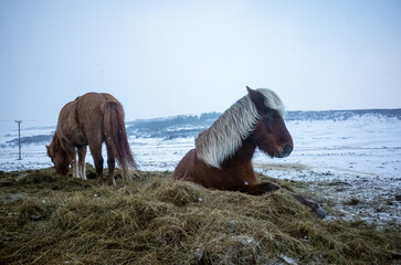 Icelandic horses