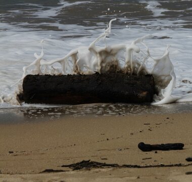 tronco arrastrado por el mar