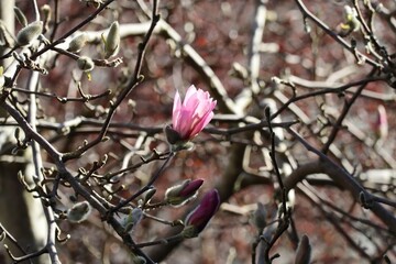 Magnolia in the Spring sunshine