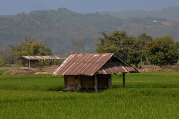 Fototapeta na wymiar rice filed in Thailand 2024