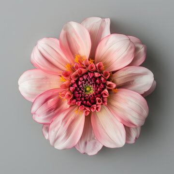 Light pink daisy isolated on a grey background