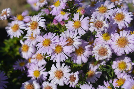 Beautiful, bright autumn blooming, delicate purple flowers of September or aster on a background of green leaves.