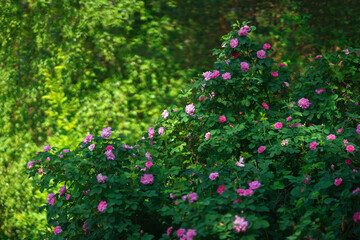 A large bush of pink roses.Park flowers.There are a lot of roses on the bush.