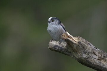 A Long-Tailed Tit