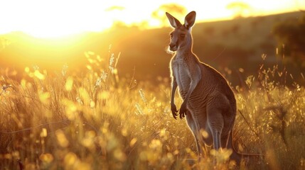 Animal wildlife photography kangaroo with natural background in the sunset view, AI generated image - obrazy, fototapety, plakaty