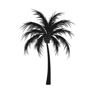 palm trees silhouettes