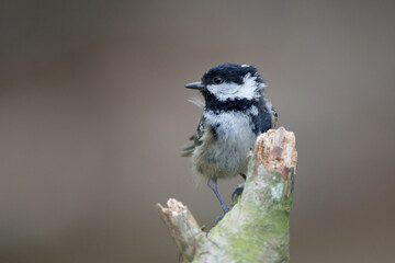 A Coal Tit