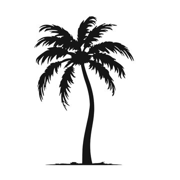 palm trees silhouettes