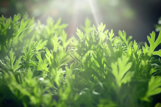 Sunlight streaming over lush green ferns in a forest at dawn