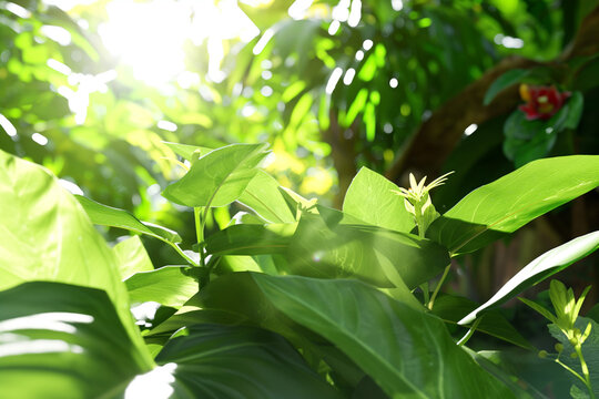 Sunlight filtering through lush green leaves in a serene garden at midday